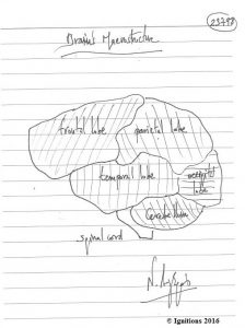 Brain's Macrostructure. (Dessin au feutre)