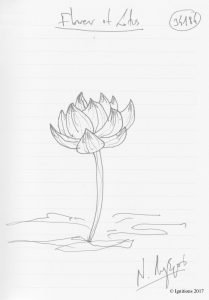 Flower of Lotus. (Dessin au feutre)