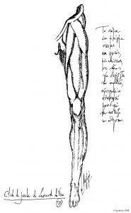 3751 - Μελέτη ποδιού του Leonardo da Vinci, Etude de jambe de Leonardo da Vinci.
