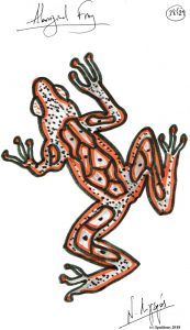 Aboriginal Frog. (Dessin)