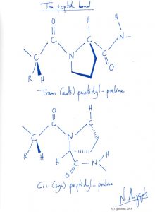 The peptide bond. (Dessin)