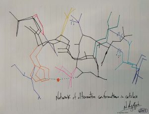 Network of alternative conformations in catalase. (Dessin)