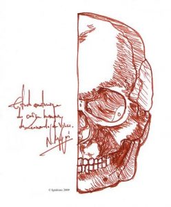 Etude anatomique de crâne humain de Leonardo da Vinci.