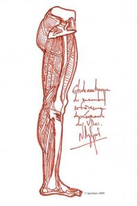 4974 - Etude anatomique du membre inférieur de Leonardo da Vinci.