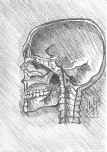 5592 - Etude anatomique de Leonardo da Vinci de crâne en vue latérale.