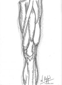 5941 - Etude anatomique de jambe de Leonardo da Vinci.